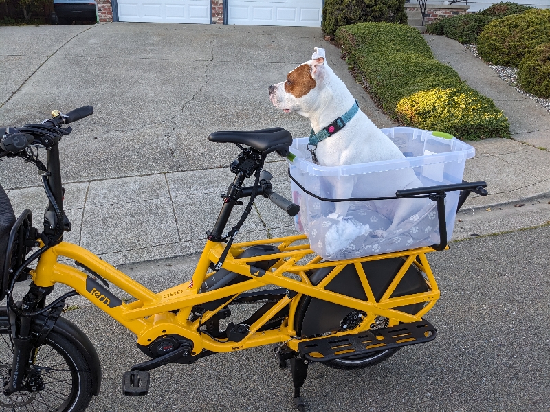 dog sitting in a tub secured on the rear rack of a cargo bike