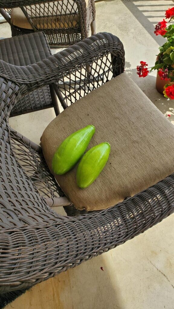 My neighbor just dropped off this lovely pair of Korean squash. Recipes are welcome.